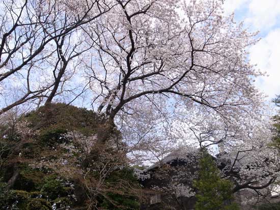 古河庭園の桜.jpg